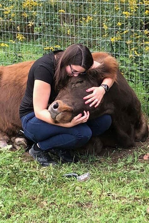 Cow cuddle therapy. Staff from the animal sanctuary in Pennsylvania said that "anyone" is a good candidate for cow-cuddle therapy, as demonstrated on "Fox and Friends Weekend" on Sat., Sept. 24. 2022. 