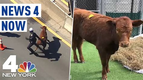 Cow escapes slaughterhouse, runs through NYC streets