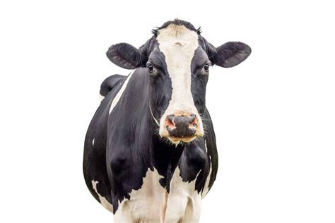 Cow etf. Things To Know About Cow etf. 