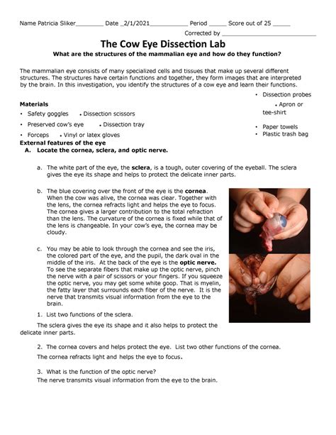 Cow eye dissection lab report answers. - The practice educators handbook by sarah williams.