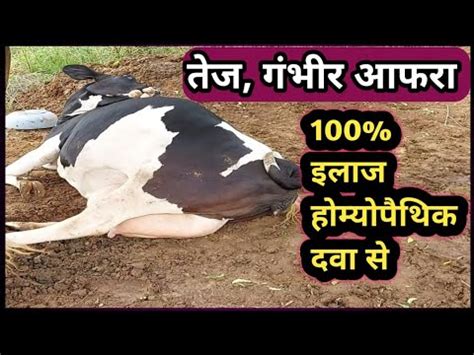 Cow gas problem solution.  Once you have identified the underlying problem with the an...