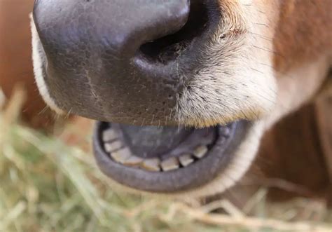 Cow grinding teeth! CattleToday.com - Cattle, Cow