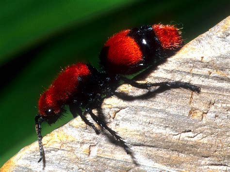 Cow killer.  Velvet Ant Control: How to Get Rid of Velvet Ants This article i...