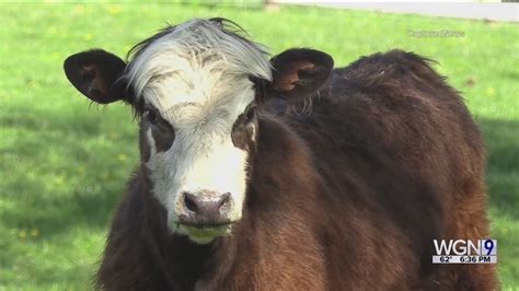 Cow located in Niles after 'senior prank'