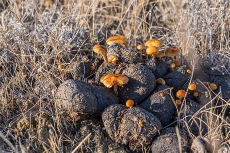 Jun 4, 2014 ... ... mushrooms in a pasture area containing cows of the Killbee Unit of the Little Big Econ Wildlife Management Area. 2. A mushroom is neither a ...