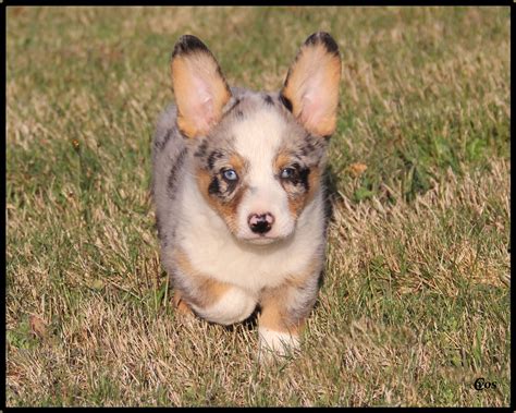 Corgi puppies are undeniably adorable, with their short legs 