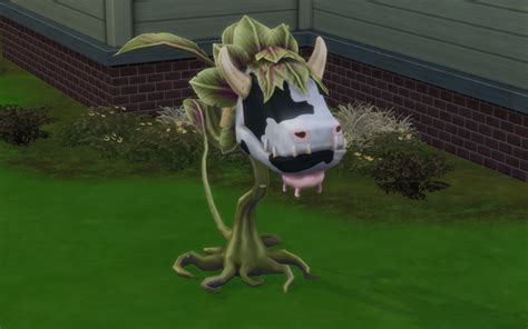 Cowplant. The Cowplant is back in the fourth installment with a few changes from Sims 3. Rather than being an unlockable from a career, they can only be obtained by a rare berry called “Cow Berry.” When you plant the Cow Berry, it takes on three stages: Sprout Stage: The Sim plants the berry and tiny horns pop out of the soil. Planting the Cow Berry ... 