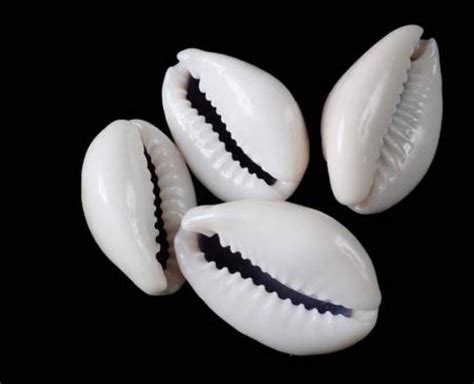 Cowrie-shell divination - Wikipedia