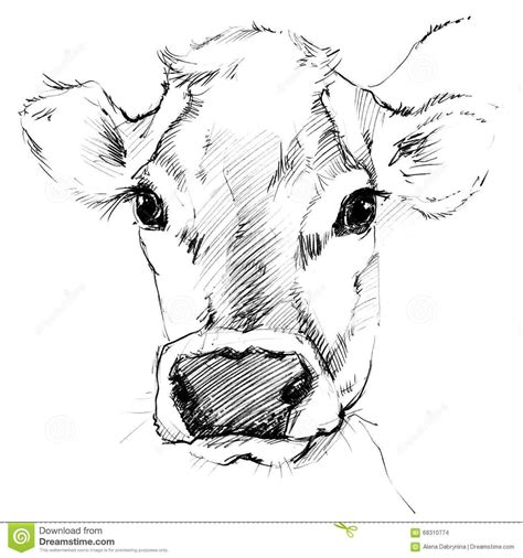 Cows Drawings