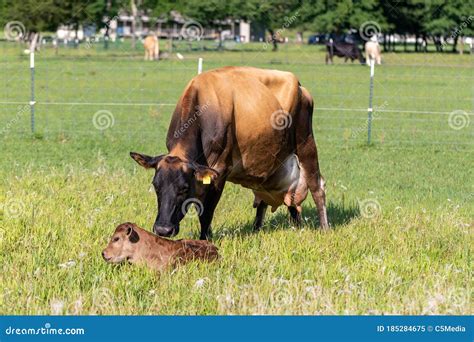 Cows Udder too big calf can