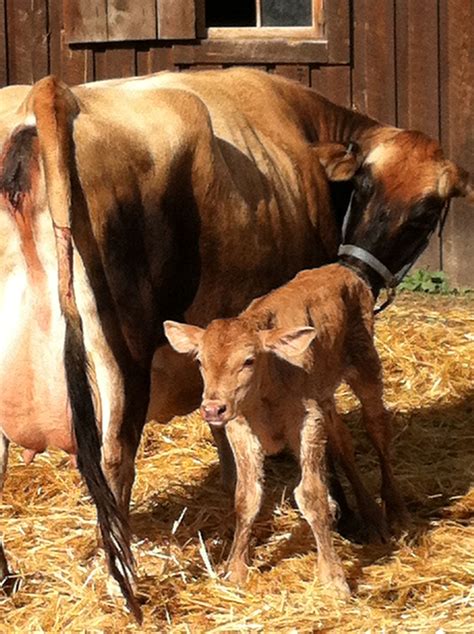 craigslist For Sale "cows" in East Idaho. see also. mini cows. $500. Idaho Falls Dexter Cows for Sale. $1,600. Pocatello Artificial insemination . $60. Pocatello ... . 