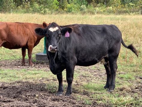 Fall Cow Sale - Saturday, October 21, 2023 at 12:00 noon in Norwood, NC Selling 200 Bred Cows, Heifers, & Cow/Calf Pairs. Click here for more info. WEEKLY LIVESTOCK AUCTION. Looking for a place to market your ….