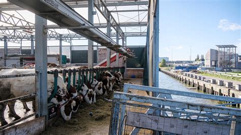 Cows in Rotterdam harbor, seedlings on rafts in India; are floating farms the future?