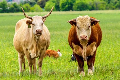 Cows nxi.  Cows have many names.  2 Cows encompass both domesticated a...