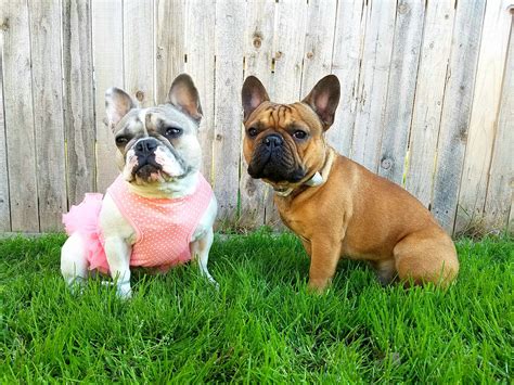 (817) 584-7382 Welcome to Cowtown Frenchies & Bluebonnet Bulldogs 