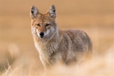 Coyodee. Coyotes were originally a mid-western species that occupied the prairies, west of the Mississippi River and east of the Rocky Mountains. They were confined to the Great Plains largely due to the absence of two larger predators in that area—mountain lions and wolves. As humans developed the east coast, wolves and mountain lions eventually ... 