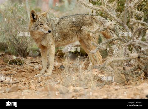 Coyote Onlyfans Leak