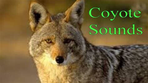 Coyote animal sounds. Dogs are known for their ability to communicate with humans and other animals through a variety of sounds. From barks to growls, each sound has its own unique meaning and purpose. ... 