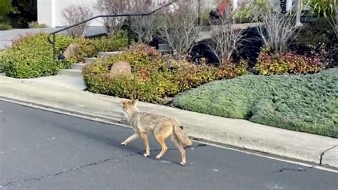 Coyote attacks.  Feb 14, 2026 · Thought this was worth sharing.  1 Da...