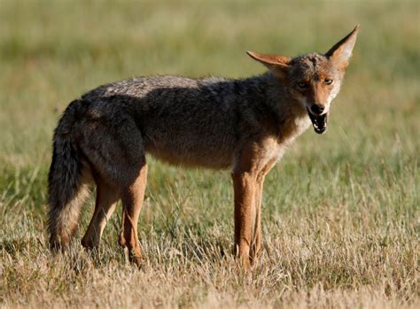 Coyote encounters: Keep the peace by keeping your distance
