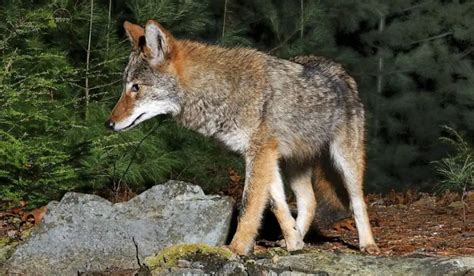 Coyote euthanized in Massachusetts after the wild animal was ‘acting abnormally’