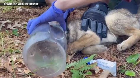 Coyote found with jar stuck on its head rescued, released back into the wild