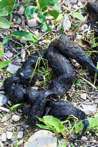 Coyote poop. Coyote scat. The wolves have a relatively rough scat. The diameter of this scat is between 0.5 to 1.5 inches. Usually, it is more than 1 inch. Unlike the feces of coyotes, the waste of a wolf appears cord-like. It can also contain small bone fragments and ungulate hair. They also have a tapered end. Wolf scat. 