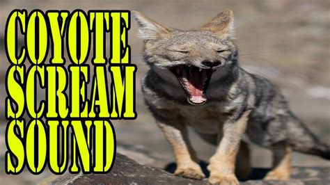 The coyote howl can be a frightening sound for some cottagers, but these shy animals mostly avoid confrontation with humans. They’re considered one of the most vocal wild mammals in North America, so familiarize yourself with some of their common, attention-grabbing noises: a lone, chattering howl is used to contact other coyotes, a …. 