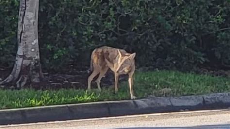 Coyote sighting raises concerns in Pembroke Pines neighborhood