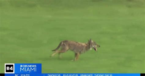 Coyote spotted at North Perry Airport