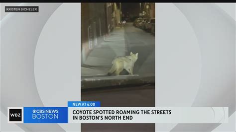 Coyote spotted roaming streets of Boston’s North End