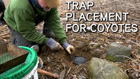 Coyote trap. Mar 11, 2015 ... Subscribe to MossyOakGameKeepers https://www.youtube.com/user/mossyoakgamekeepers James Hinds takes us into an area that provides good ... 