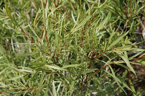 Coyote willow. When used as an analgesic, willow treats urethra and bladder irritation, infected wounds, and eczema. Willow is used as an over-all treatment of many diseases, including hay … 