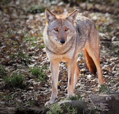 Coyotes - City of Burlington