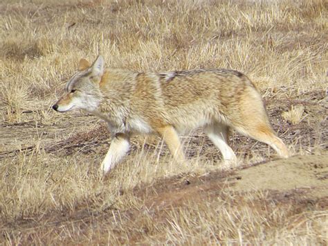 Coyotes near me. Things To Know About Coyotes near me. 