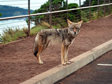 Coyotes seen approaching Salem residents who are walking their dogs: Police