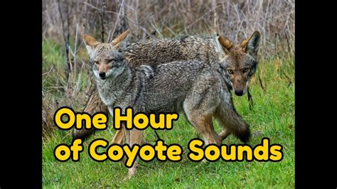At night, you can listen for group yip-howls of coyotes: short howls that often rise and fall in pitch, punctuated with staccato yips, yaps, and barks. But there's no need for alarm if you hear or see a coyote. Understanding the howls of the "song dogs" and the animal's natural cycle, as well as knowing how to prevent conflict, will help you ....