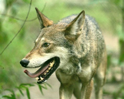 Coywolves, Wolves & Coyotes - THE COYWOLF