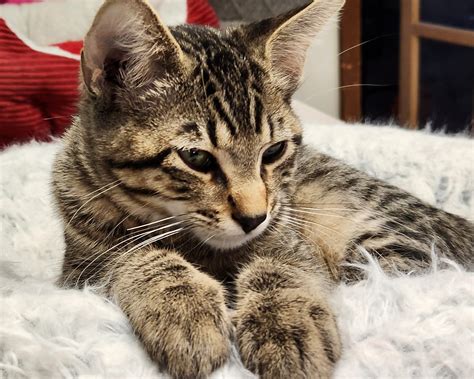 Cozy Corner Kitten Rescue - GuideStar Profile