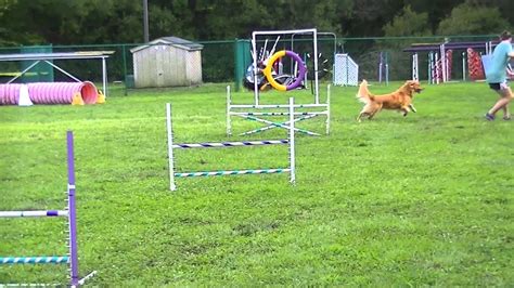 Cpe agility. Venue. Host Club Canine Agility Training Society. Location Amherst, NH (Indoors) Judges Mark Giles. Closing Date 03/13/2024. Entry Limits TRIAL IS FULL. Contact Alyssa Todd, alyssatodd@gmail.com. Website www.canineagility.org. Premium View/Download Premium. 