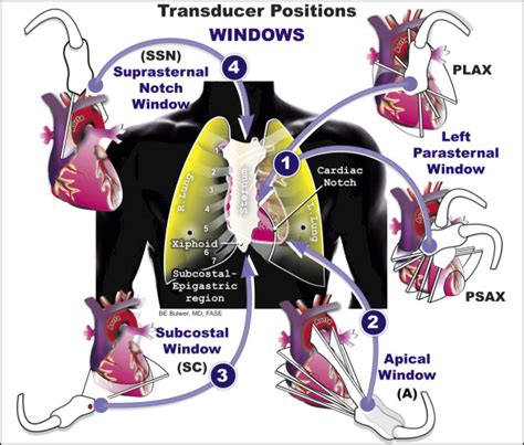 Cpt code for transthoracic echocardiography. Mar 21, 2019 ... Carol Mitchell, PhD, RDMS, RDCS, RVT, RT(R), ACS, FASE, reviews Guidelines for Performing a Comprehensive Transthoracic Echocardiographic ... 