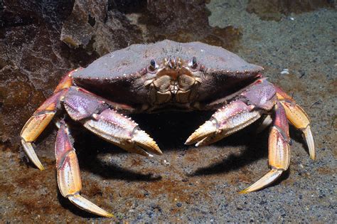 Crab & fin restaurant. Nov 3, 2023 · Repeat the process in the depression just behind the crab's eyes. For effective and humane killing, make the first insertion at an 85-degree angle and the second at a 60-degree angle, tilting the ... 