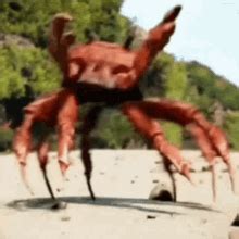 Crab Dancing GIFs Tenor