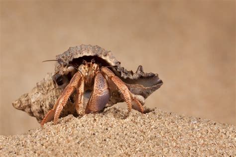 Crab Predators: What Eats Crabs? - AZ Animals