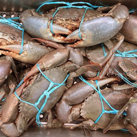 Crab for sale near me. Things To Know About Crab for sale near me. 