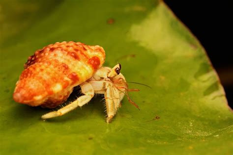 Crab sitting still, lost claw : r/hermitcrabs - Reddit