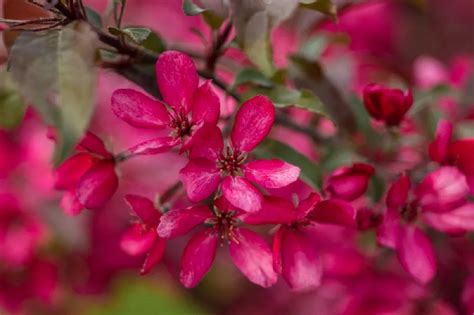 Crabapple Trees Buying & Growing Guide Mex Alex