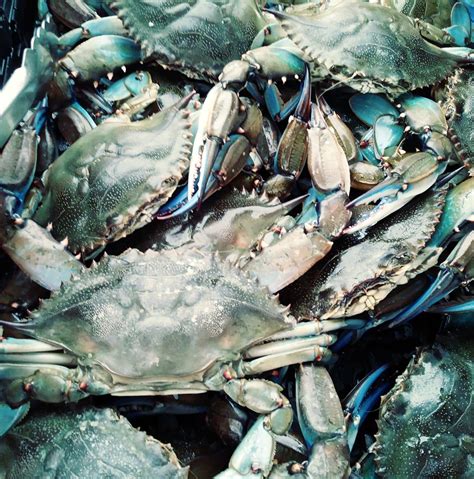 Crabs4You. Fish & Seafood-Wholesale. Website (863) 409-7449. 