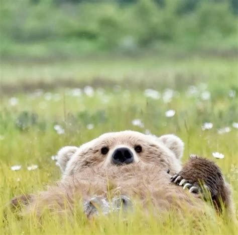 Crack For Fluffy Bear (2025)