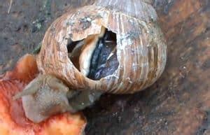 Cracked or Broken Shells - Giant African Land Snails